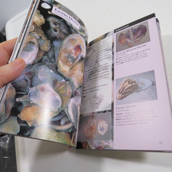 Sea Shells First Field Guide National Audubon Society 2000 LIKE NEW - Picture 7 of 15